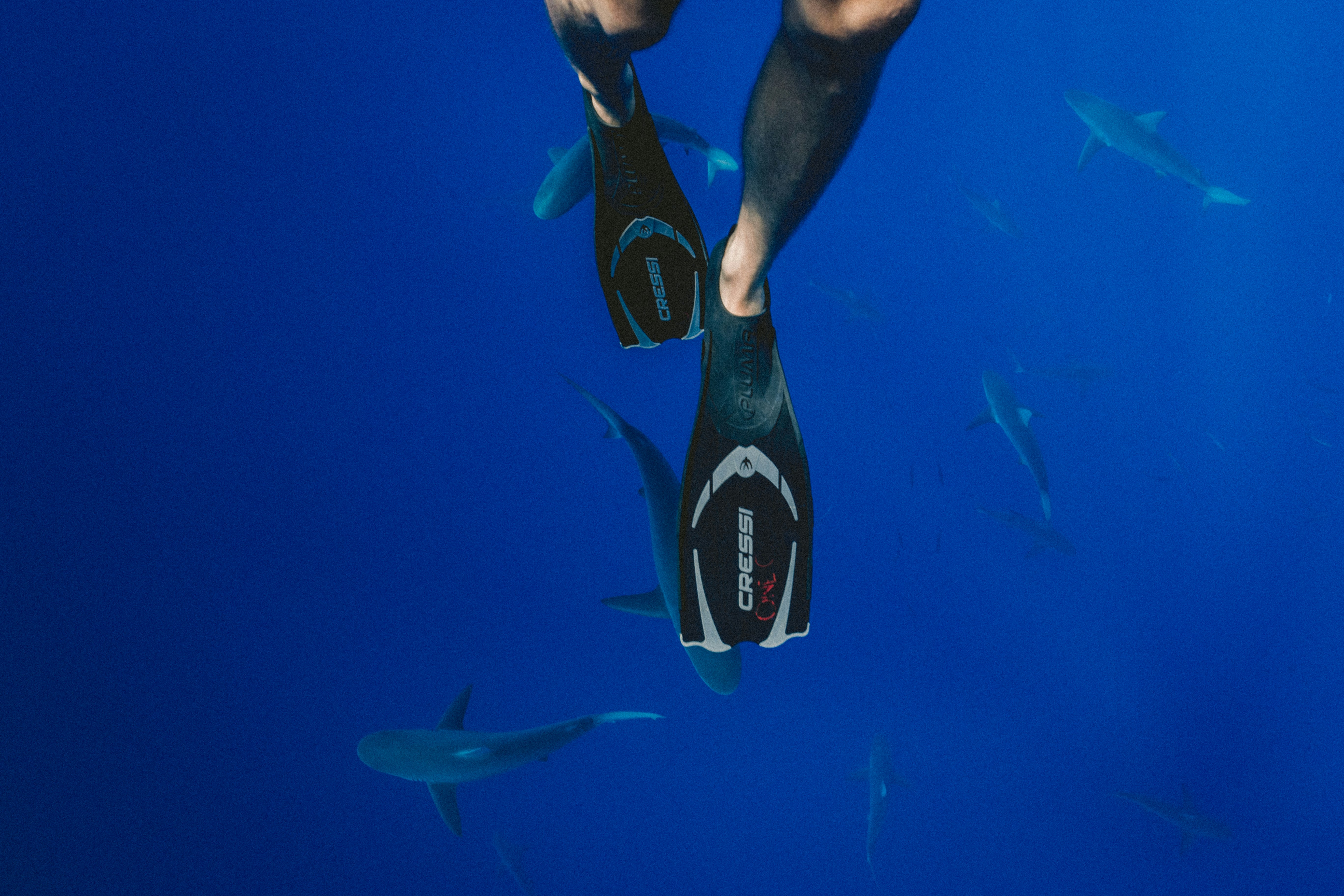person wearing black diving flippers swimming above school of sharks underwater photography